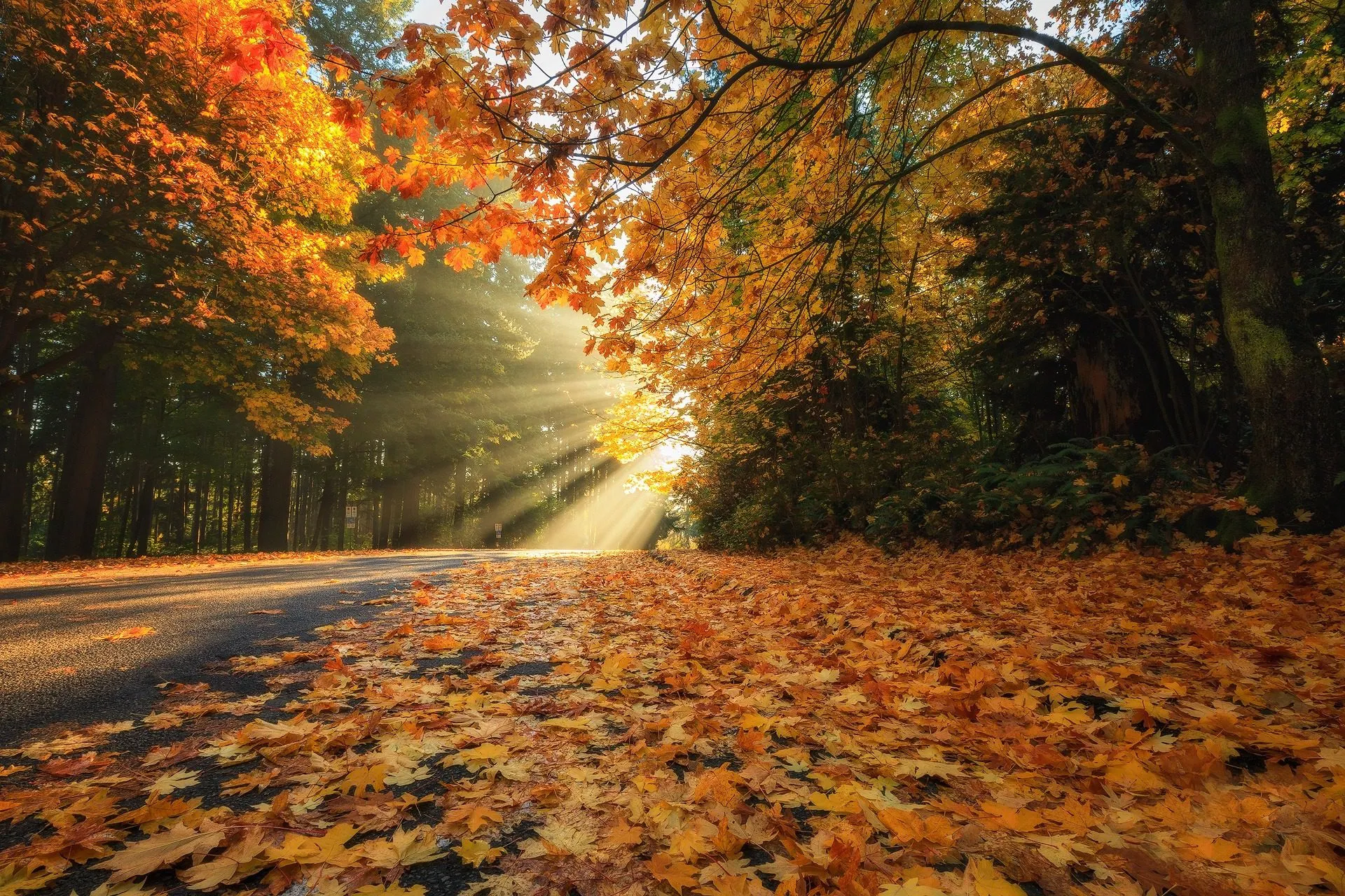 Fall foliage canada