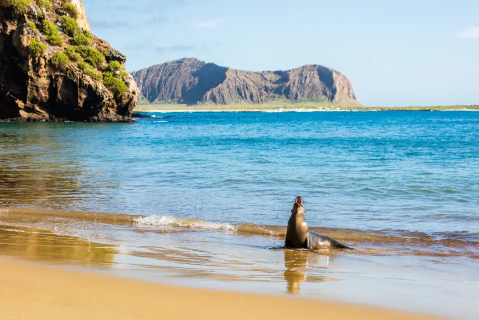 Galapagos Islands, Ecuador: A Unique Wildlife Experience