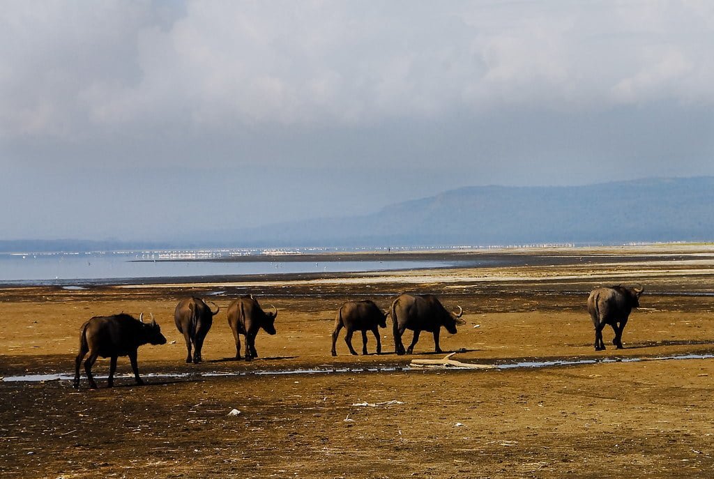 Lake Nakuru, Kenya / 10 Beautiful Places in Africa to See Sunrise