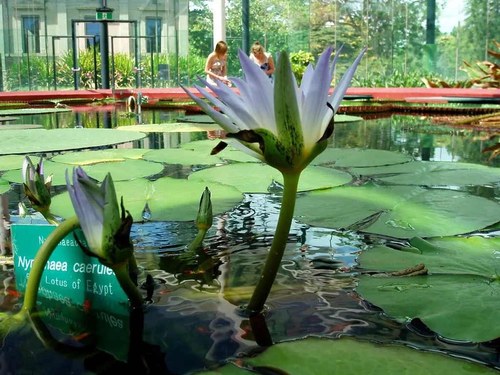 Adelaide Botanic Garden