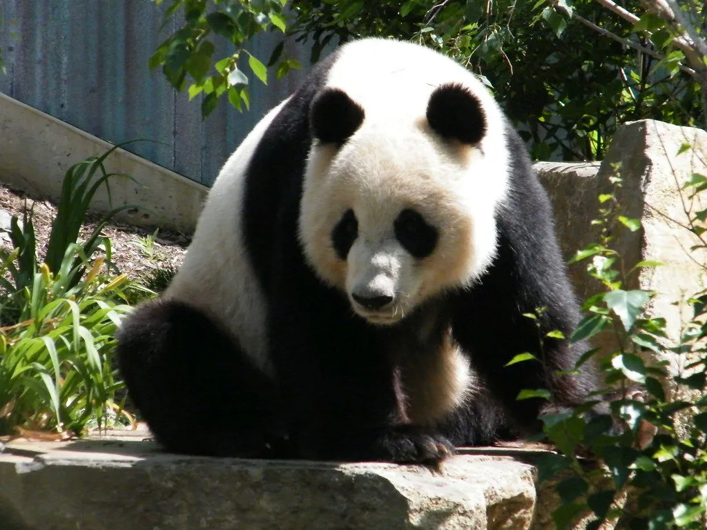 Adelaide Zoo