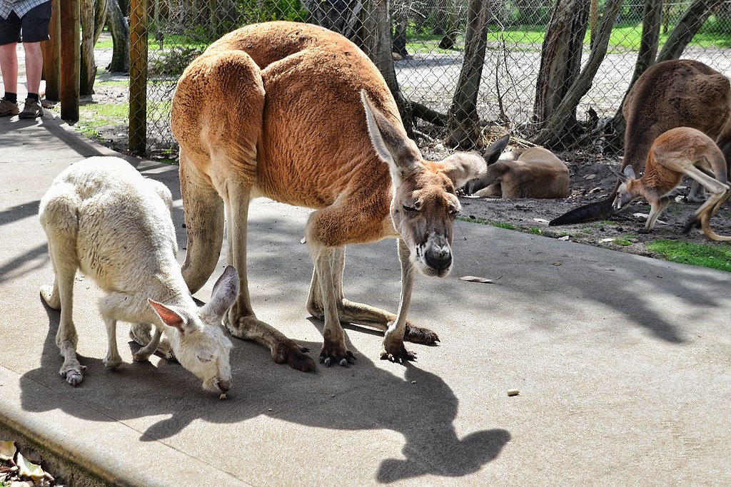 Australia's wildlife parks