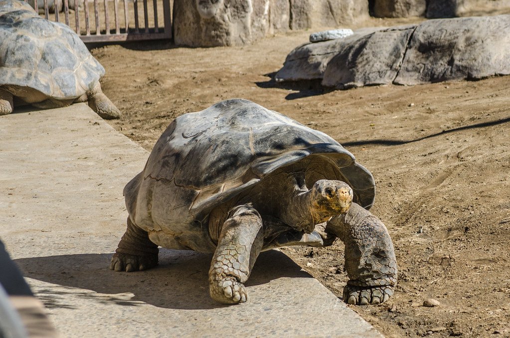 Giant Tortoise Conservation seychelles