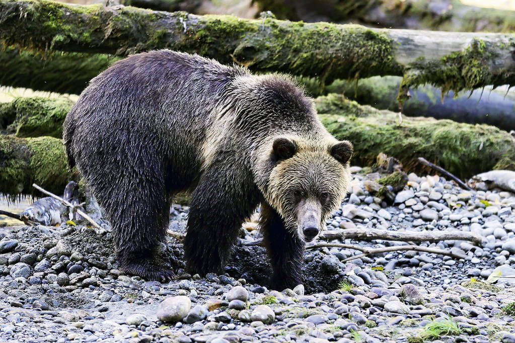 Great Bear Rainforest