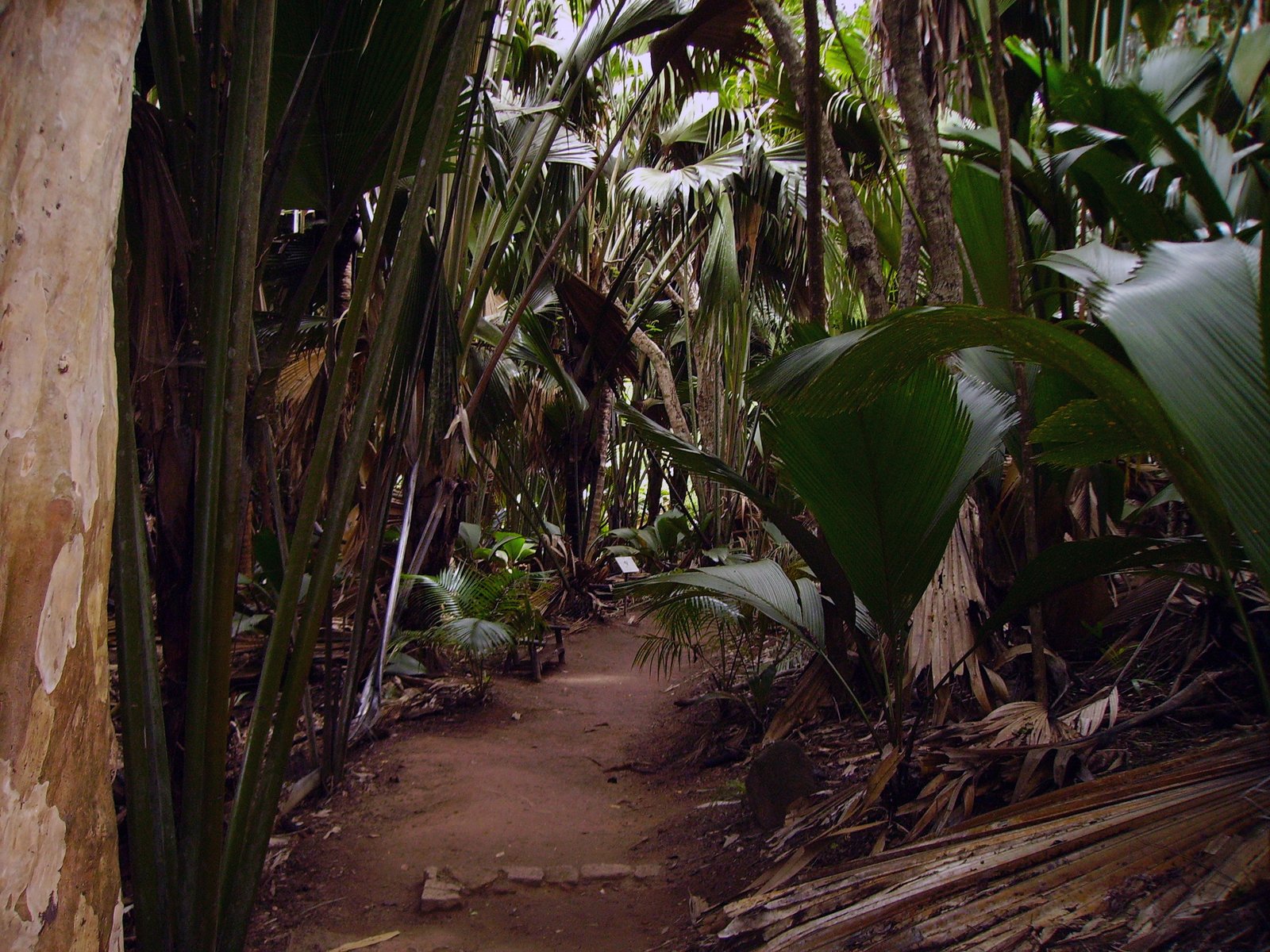 Vallée de Mai Nature Reserve Seychelles