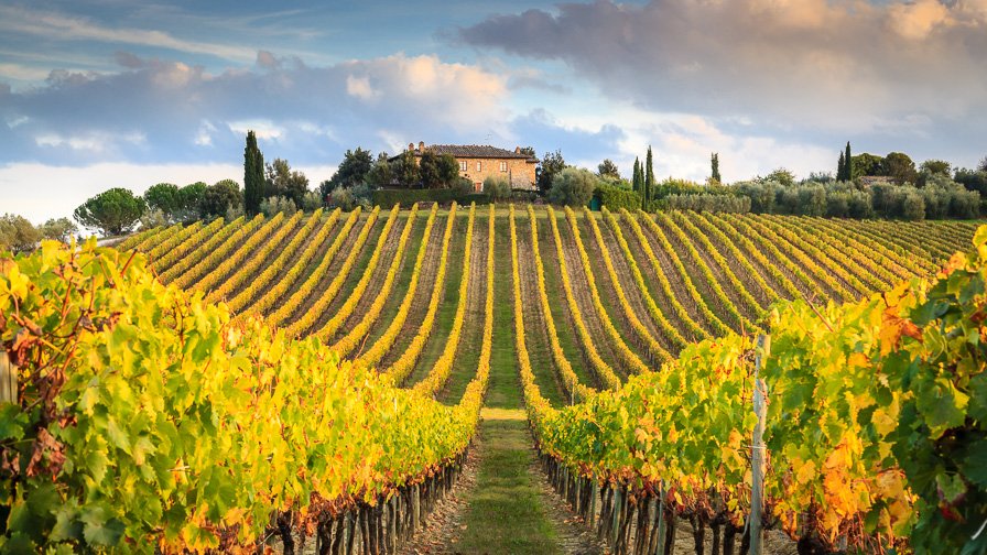 vineyard Chianti Florence Italy