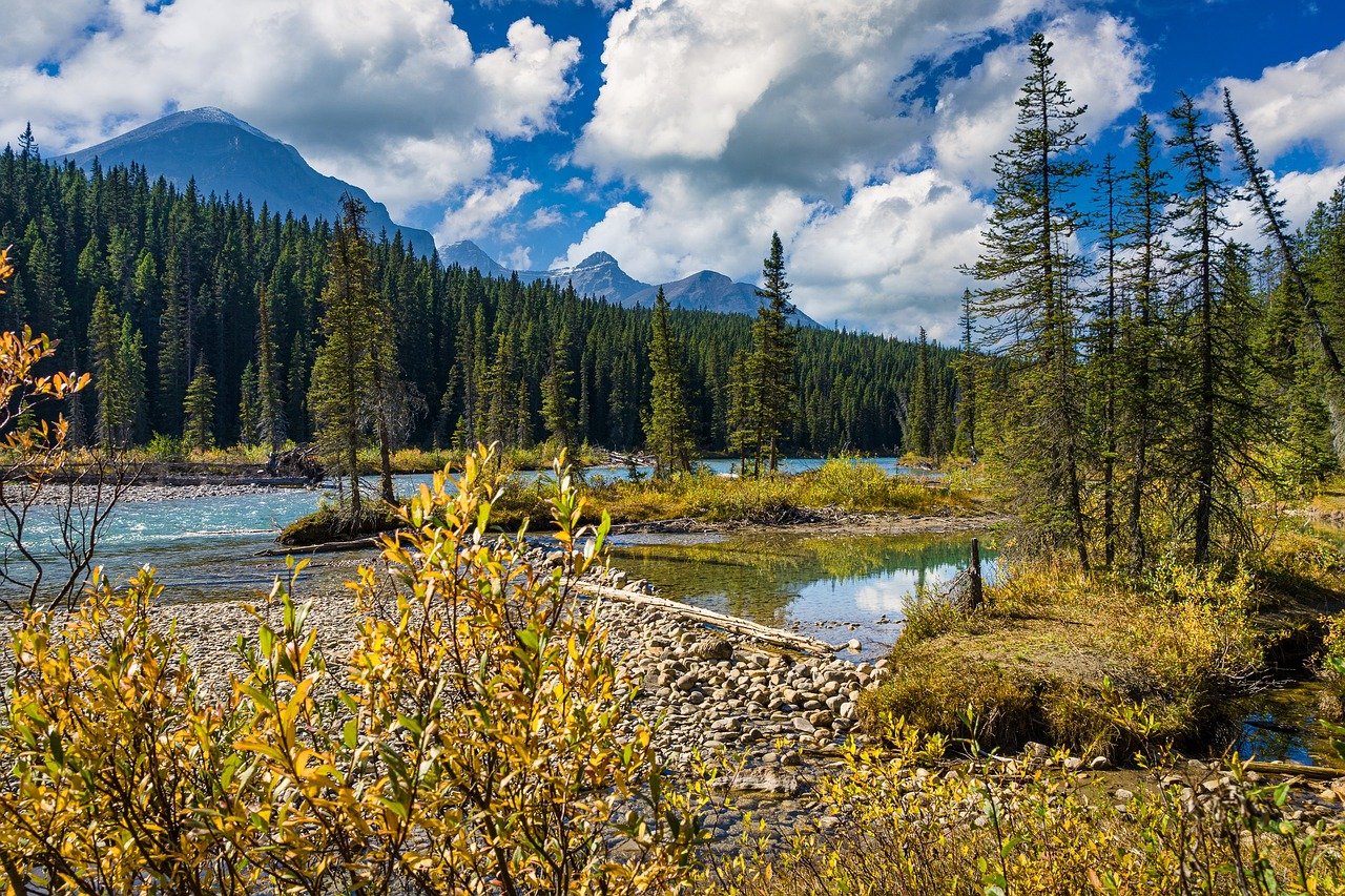 jasper national park, river, forest