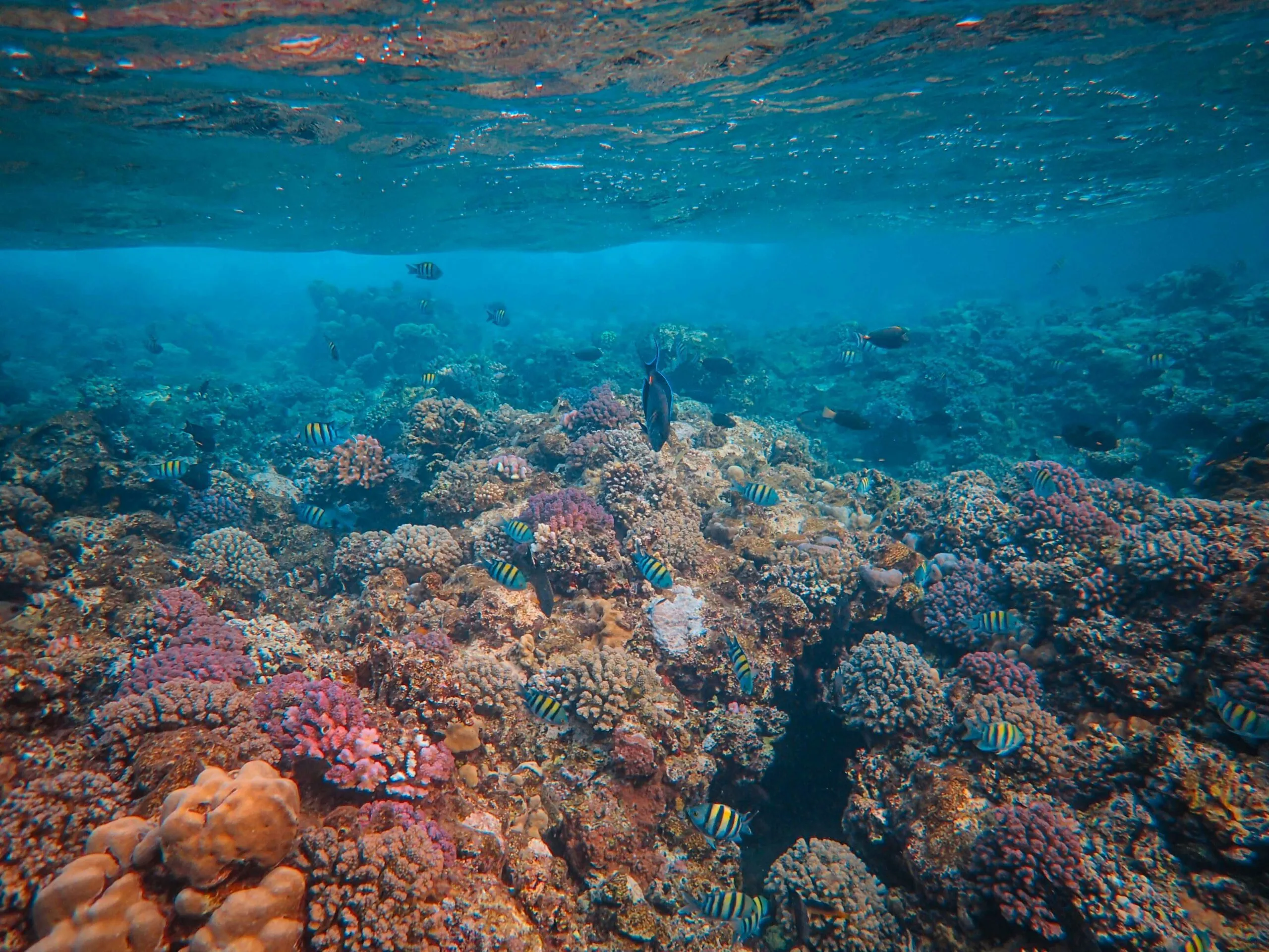 vivid coral gardens