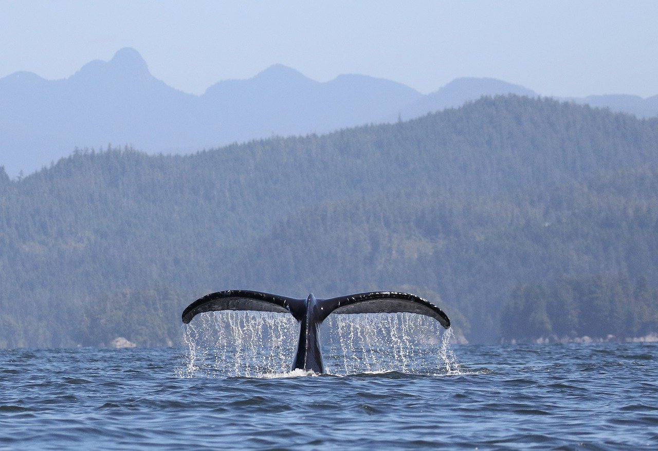 whale, humpback whale, Canada