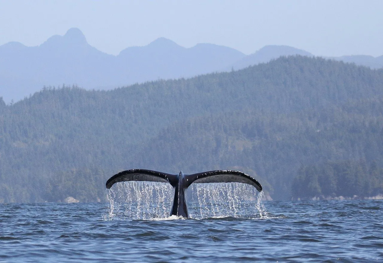Whale watching-canada whale, humpback whale, Canada