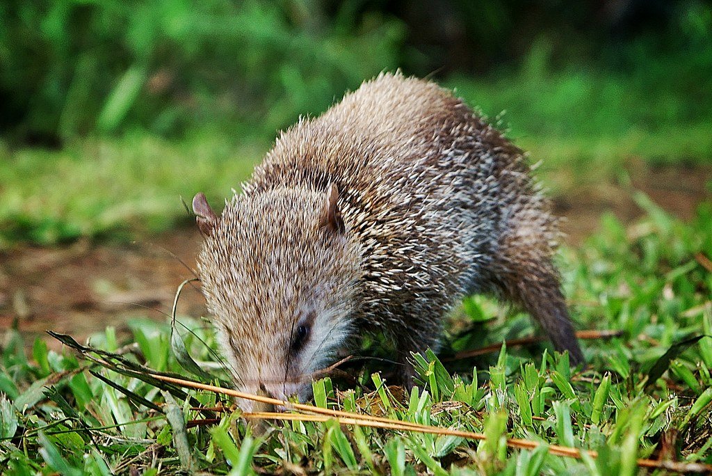 wildlife seychelles