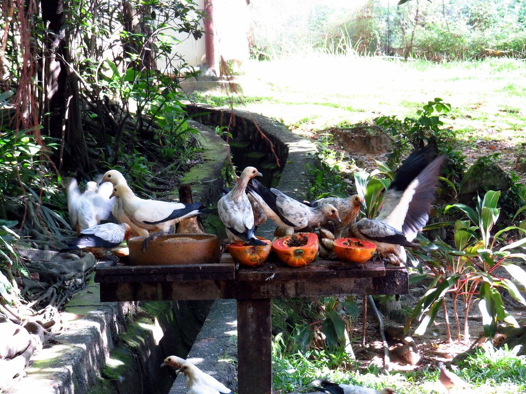 Kuala Lumpur Bird Park