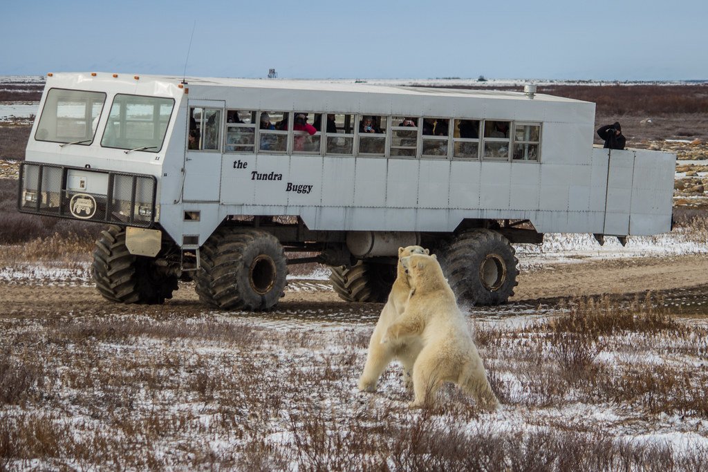 Polar Bear Viewing in Churchill