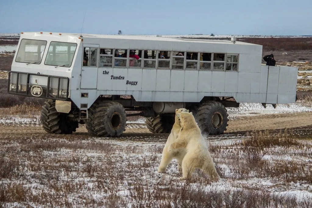 Polar Bear Viewing in Churchill