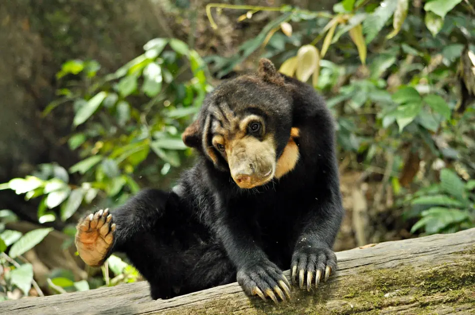 Sun Bear Conservation Centre