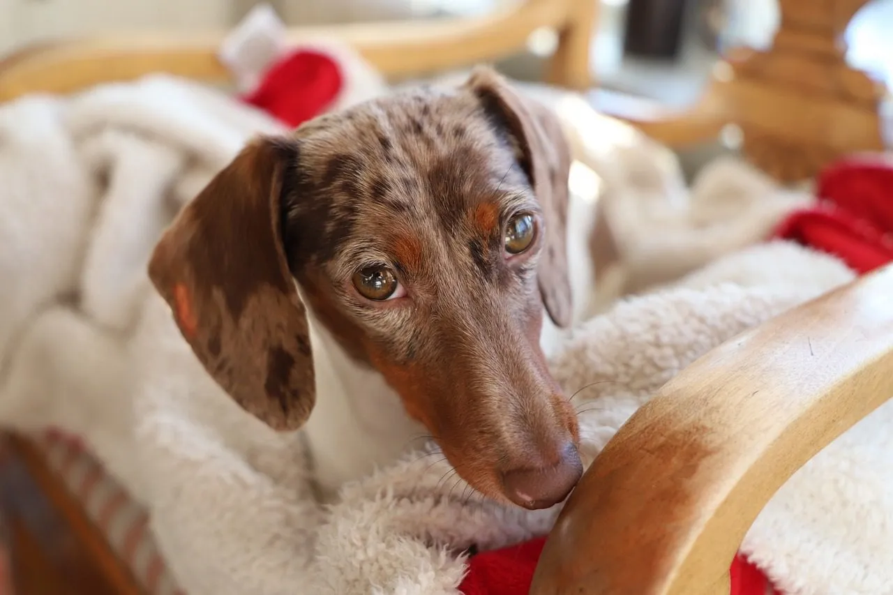 cute-dog-domestic-3177502