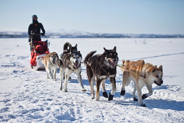 Dog Sledding Adventures