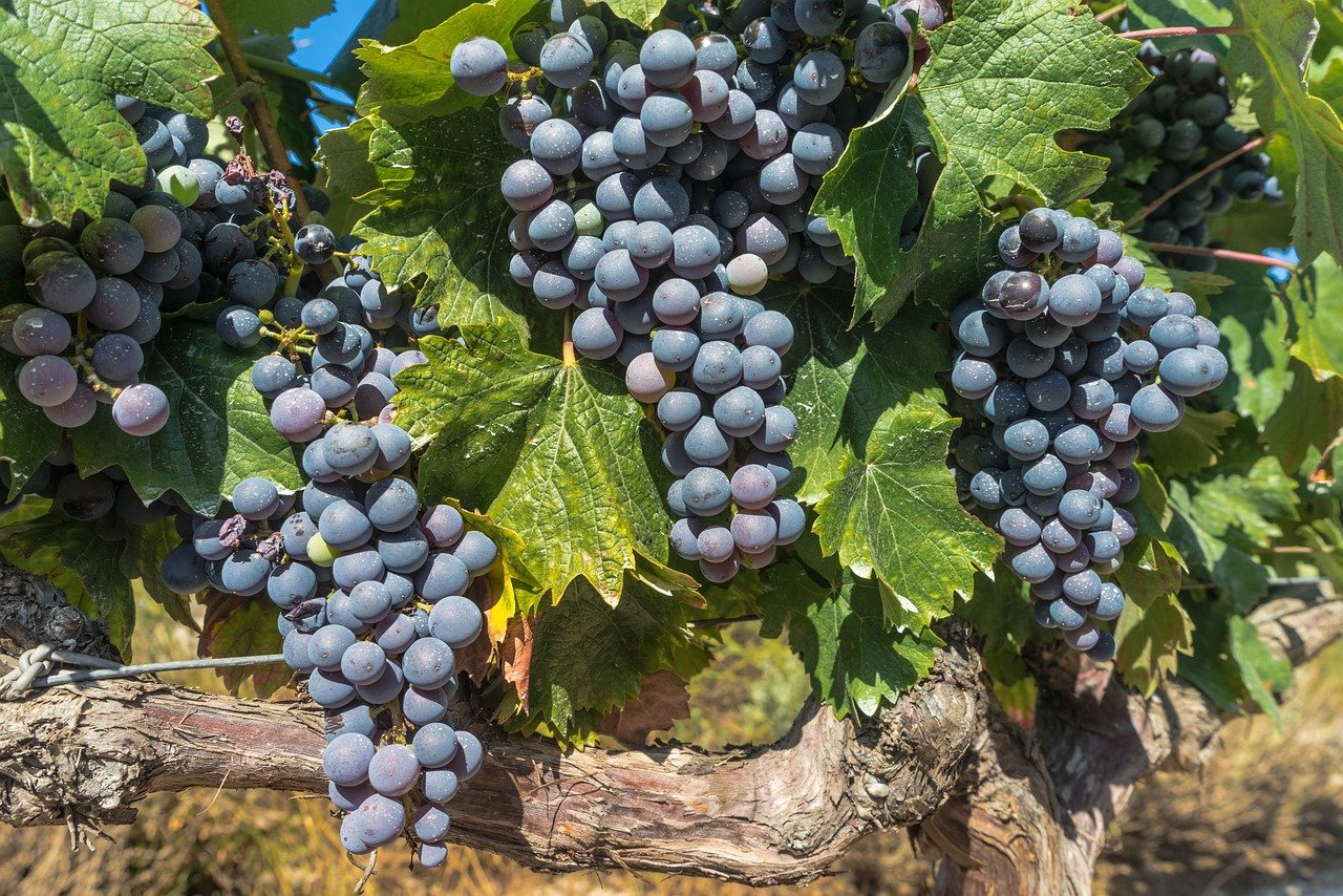 grapes, vine, vineyard-1618308.jpg