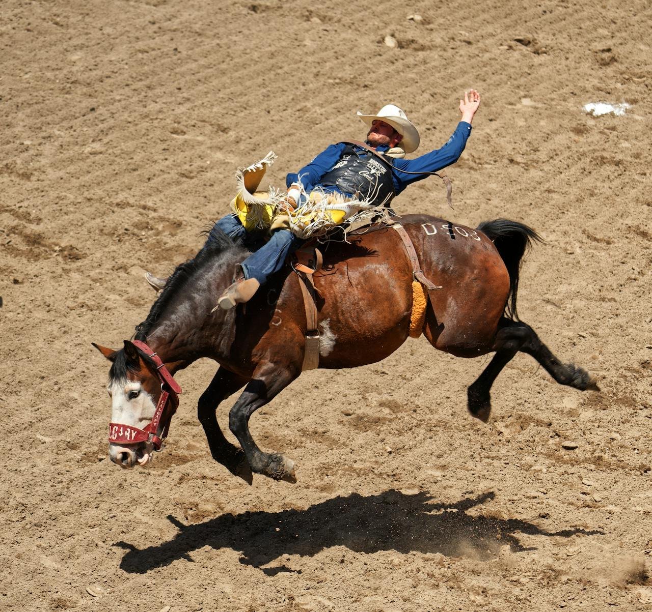 Calgary Stampede