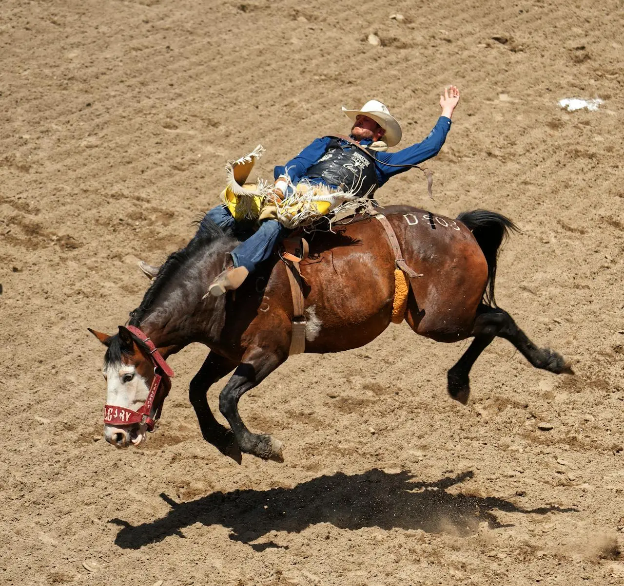 Calgary Stampede