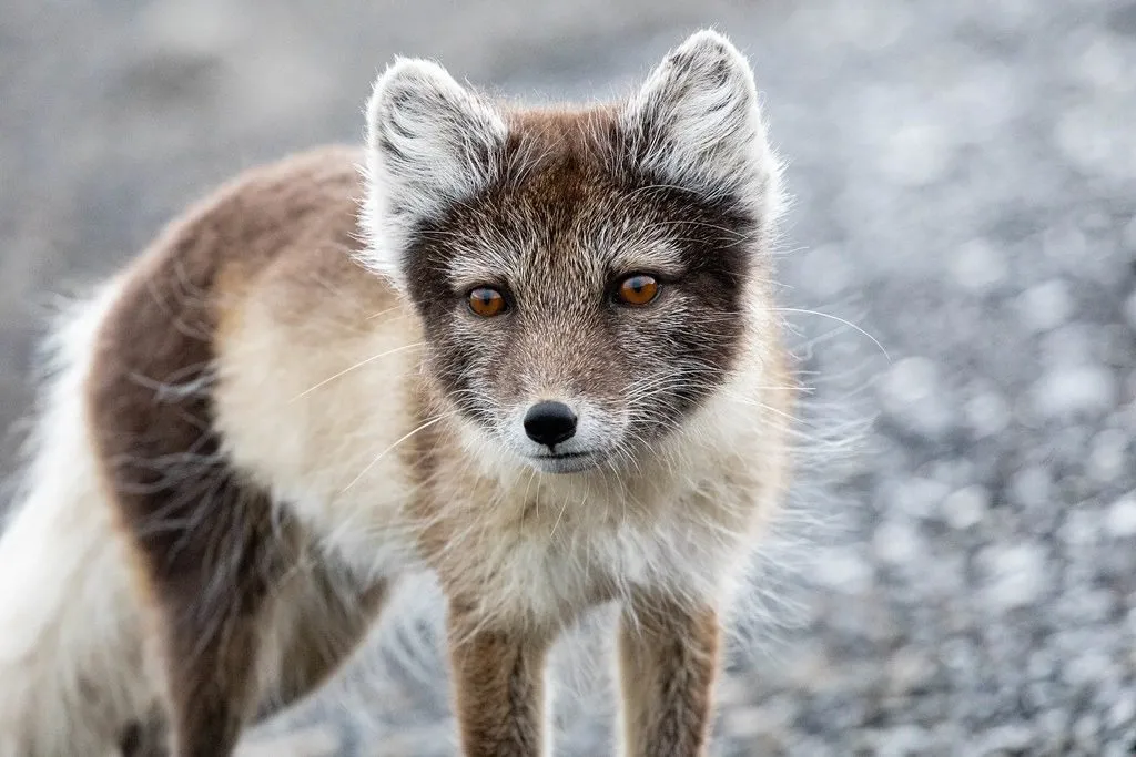 Norway’s Stunning Arctic Wildlife