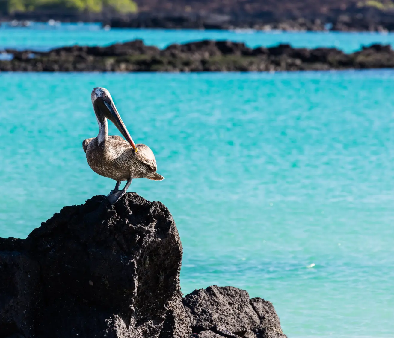 Top 10 places to visit in South America 8 Galápagos Islands, Ecuador