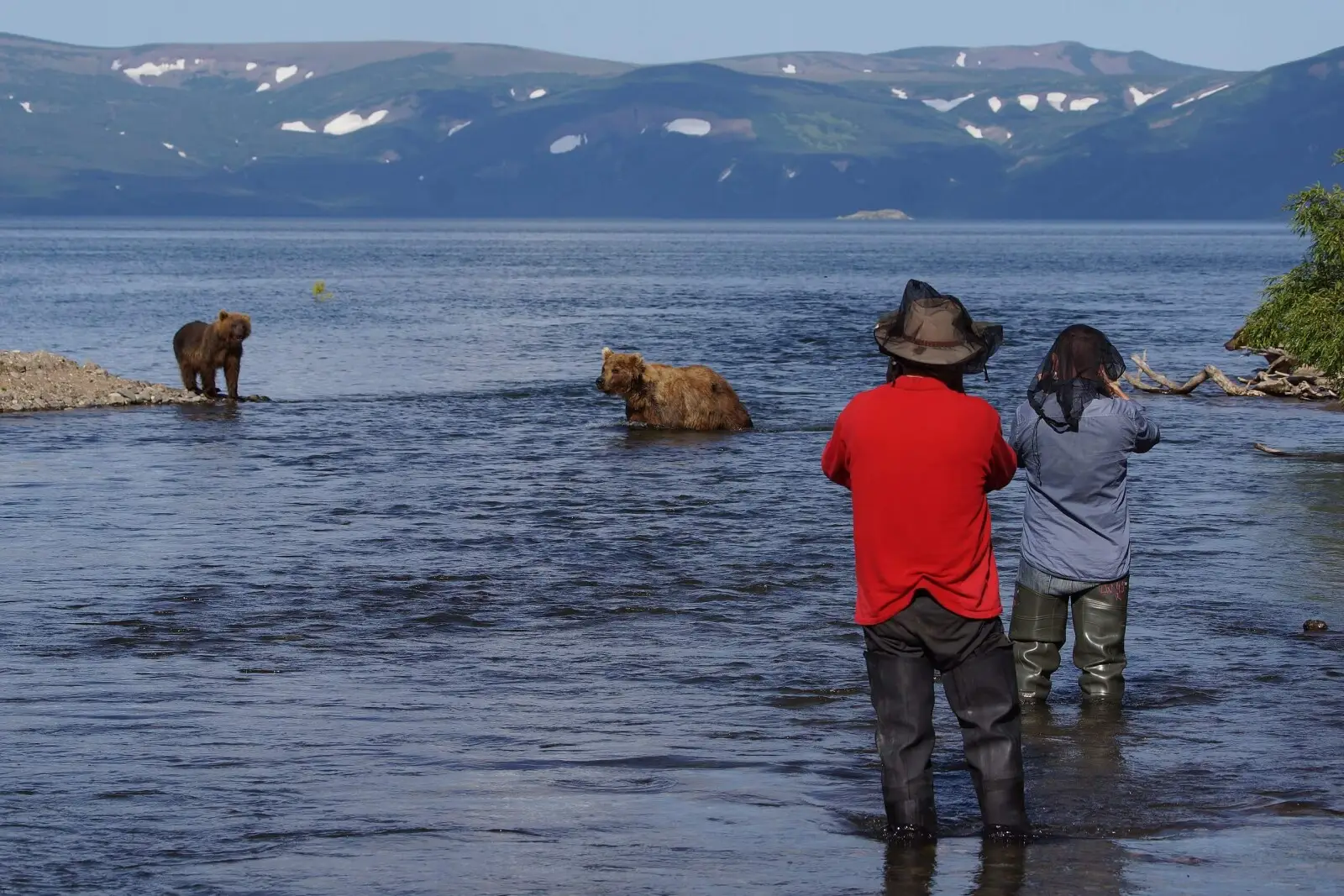 Kamchatka brown bear