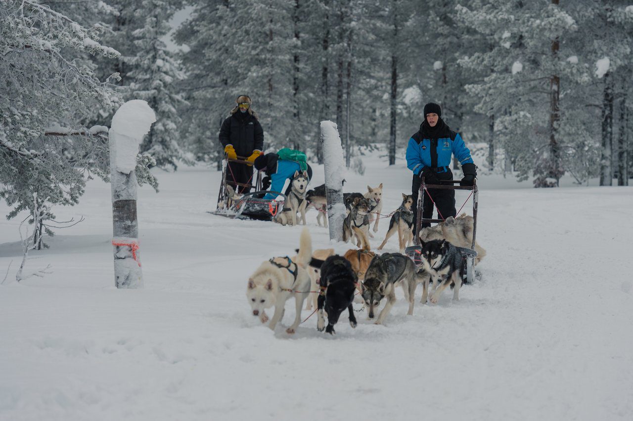 Dog Sledding Adventures