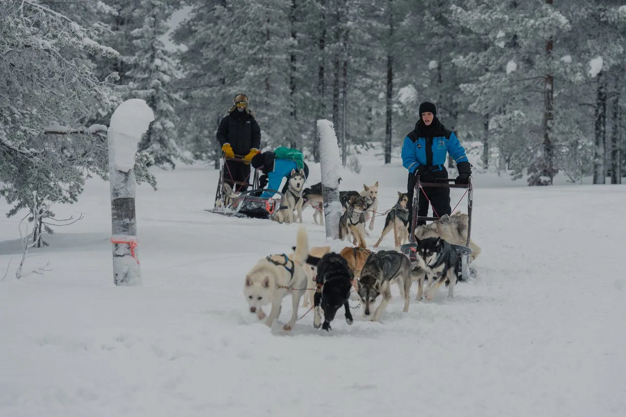 Dog Sledding Adventures