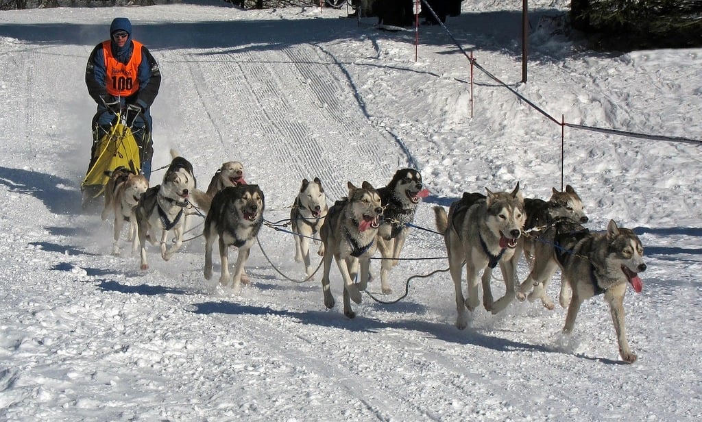 5 Incredible Adventures to Embrace The Magic of Winter 5 Dog Sledding