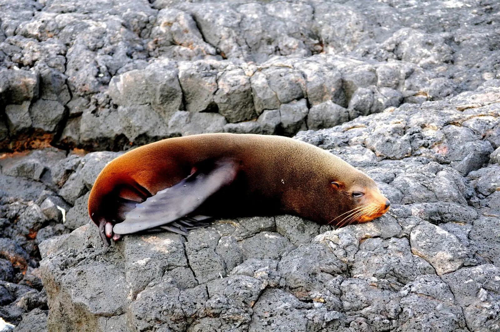 Galápagos Islands, Ecuador