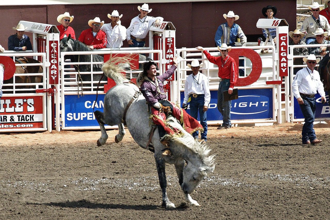 stampede, nature, horses, outdoor, activity, calgary, canada,