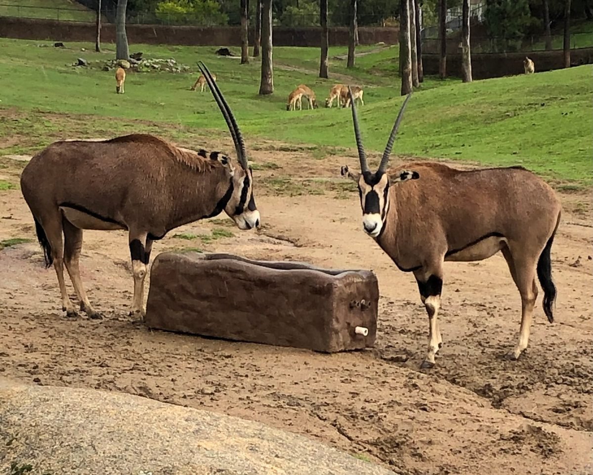 San Diego Zoo Safari Park