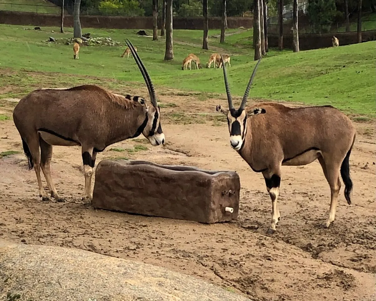 San Diego Zoo Safari Park