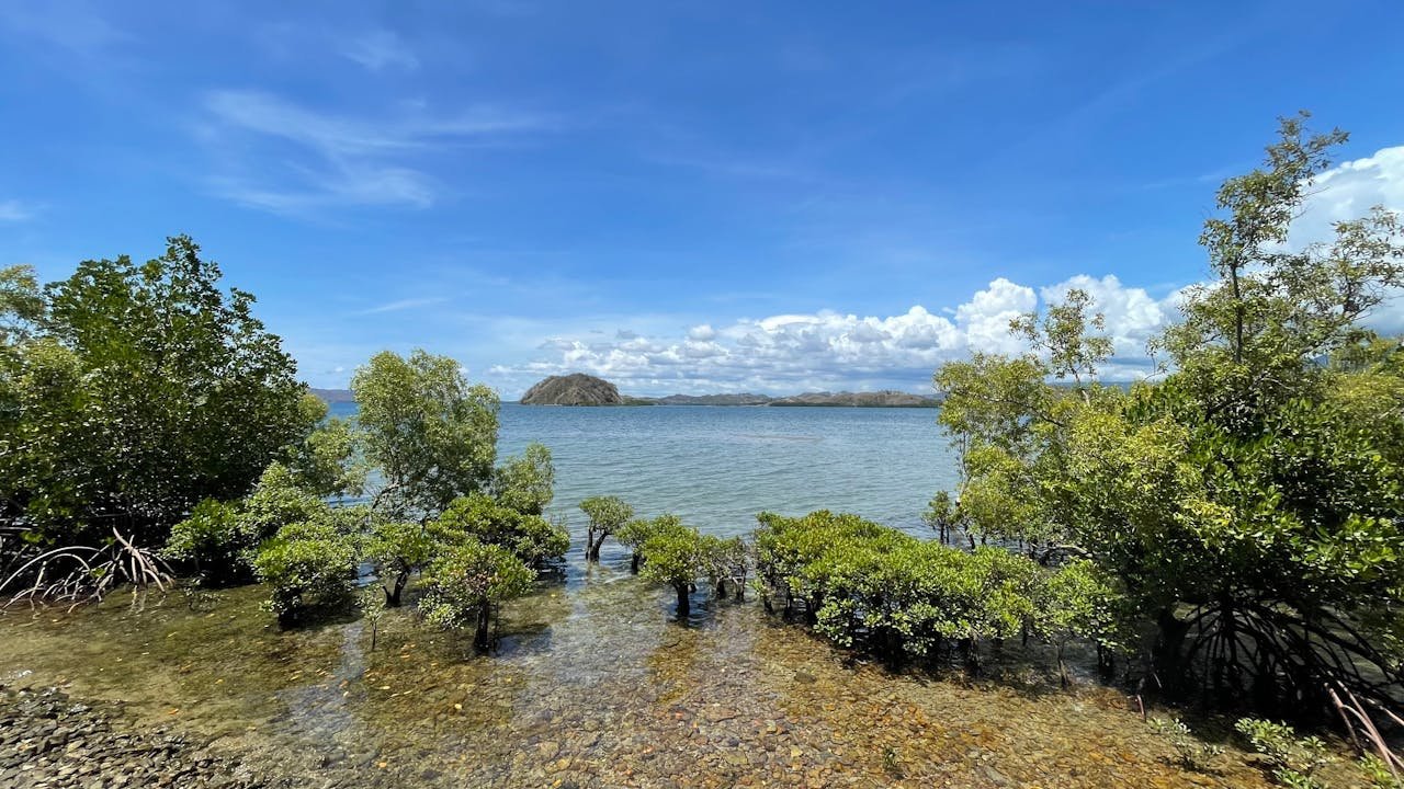 Serene Coastal Mangrove Landscape Under Blue Sky, indonesia
