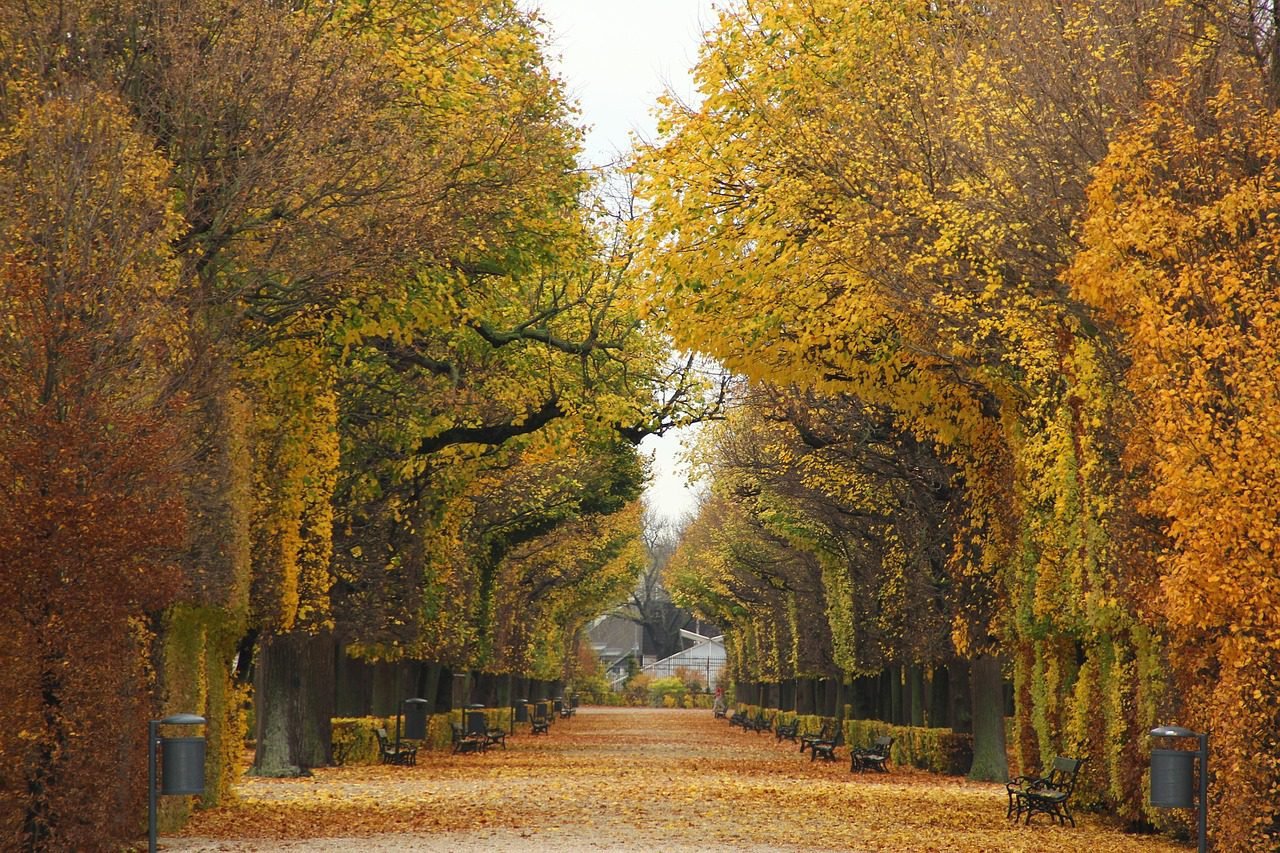 park, nature, trees, vienna, sheets, autumn, vienna, vienna, vienna, vienna, vienna-776359.jpg