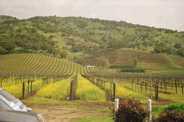 A vineyard in California