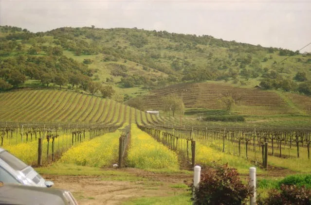 A vineyard in California