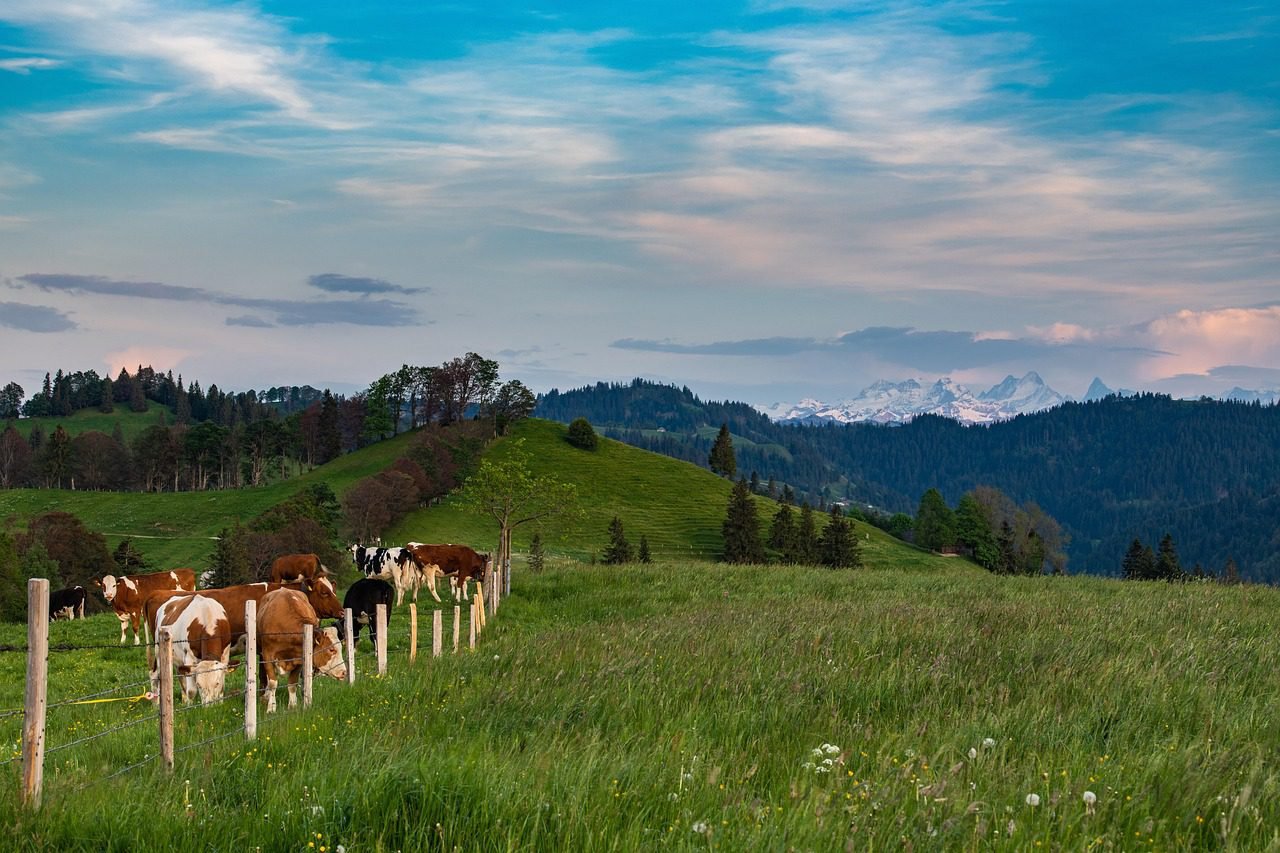 switzerland, cows in the Alps