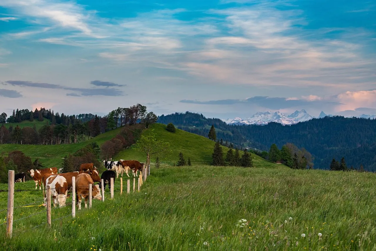 switzerland, cows in the Alps