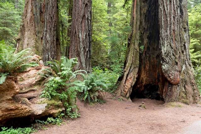 redwoods in Northern California