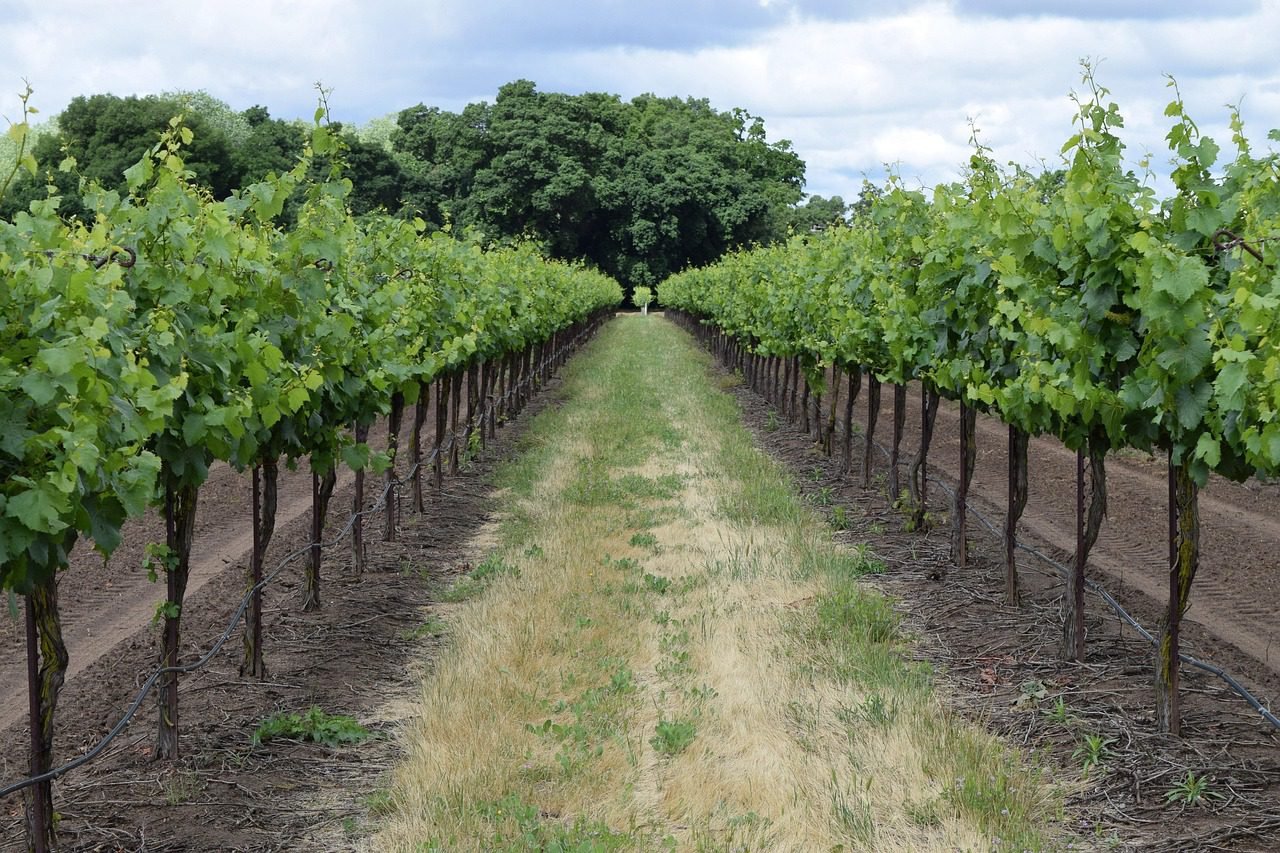 Top Wine Regions in Europe