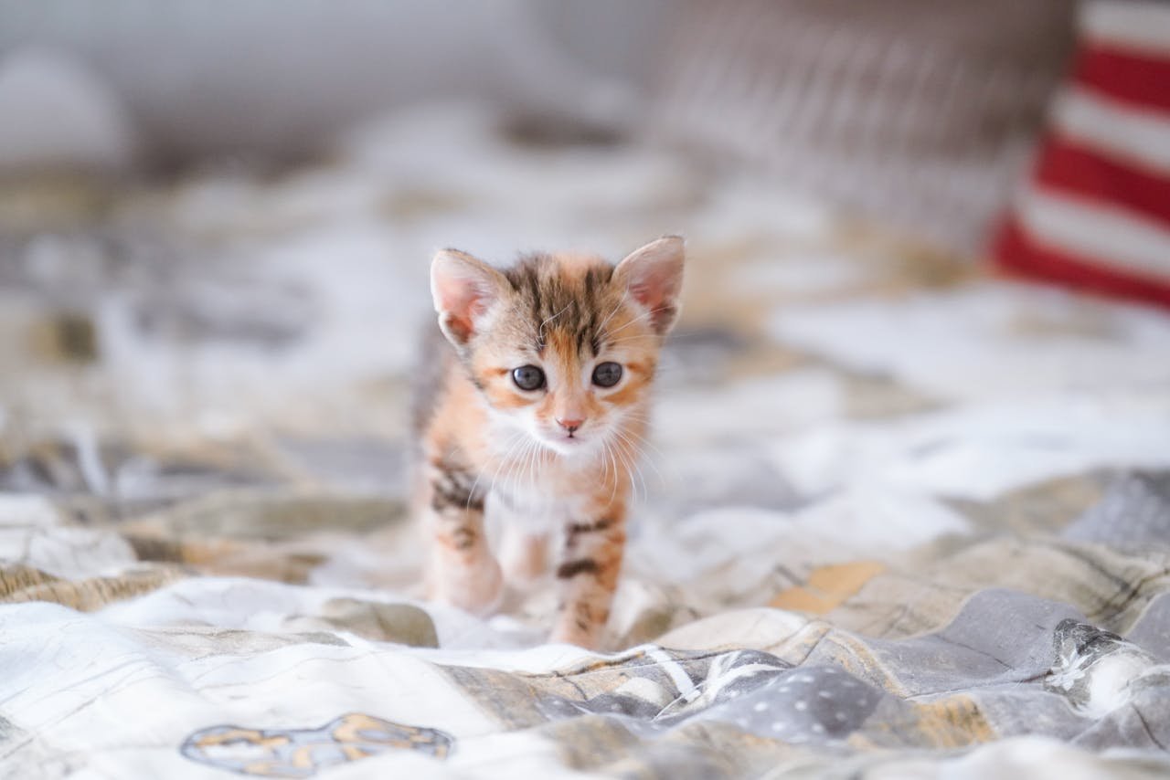  | Should You Hire a Pet Sitter or Take Your Pet on Vacation?