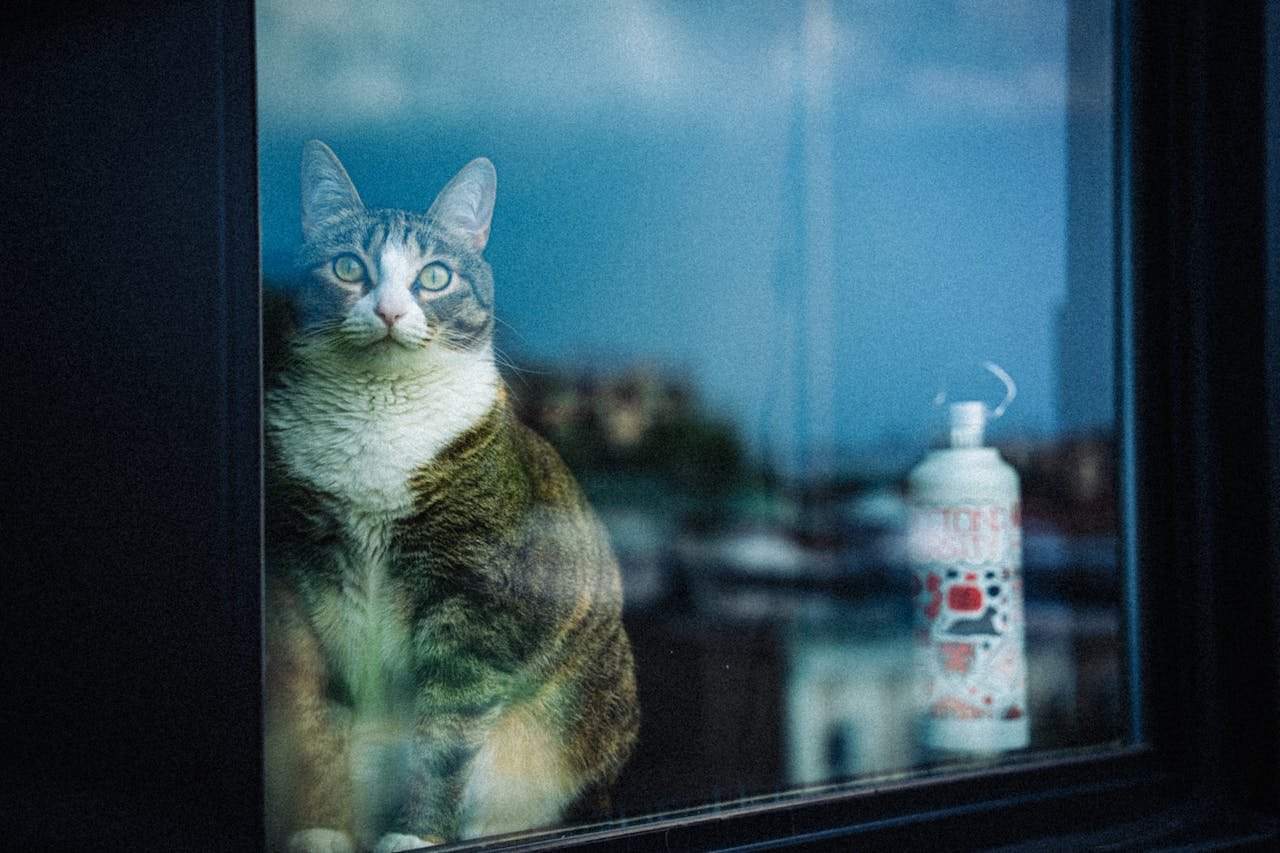  | Should You Hire a Pet Sitter or Take Your Pet on Vacation?