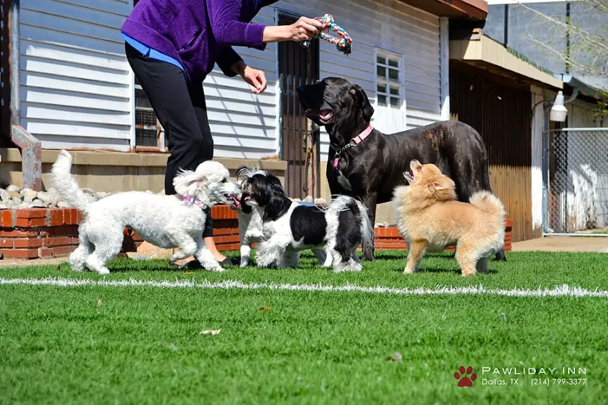 Hire a Pet Sitter or Take Your Pet on Vacation