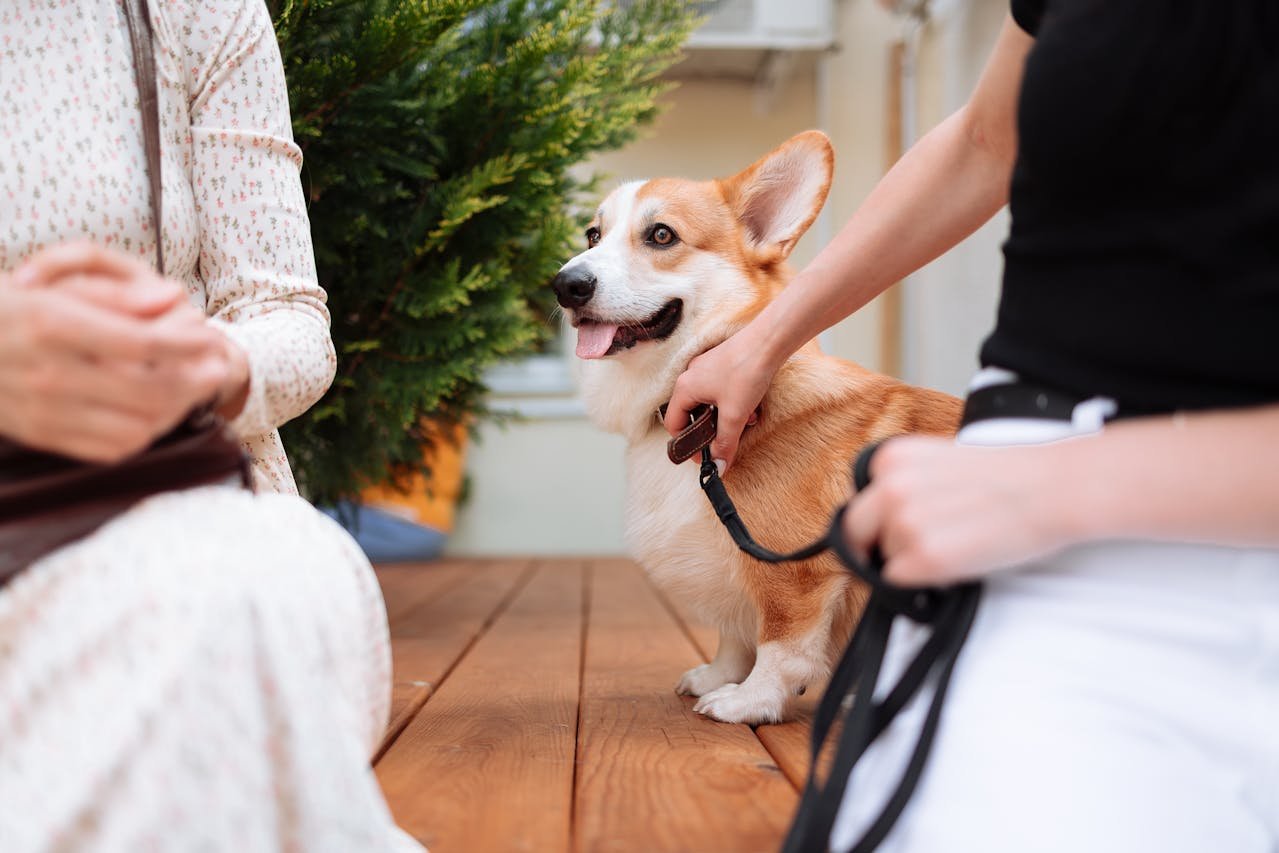Hire a Pet Sitter or Take Your Pet on Vacation