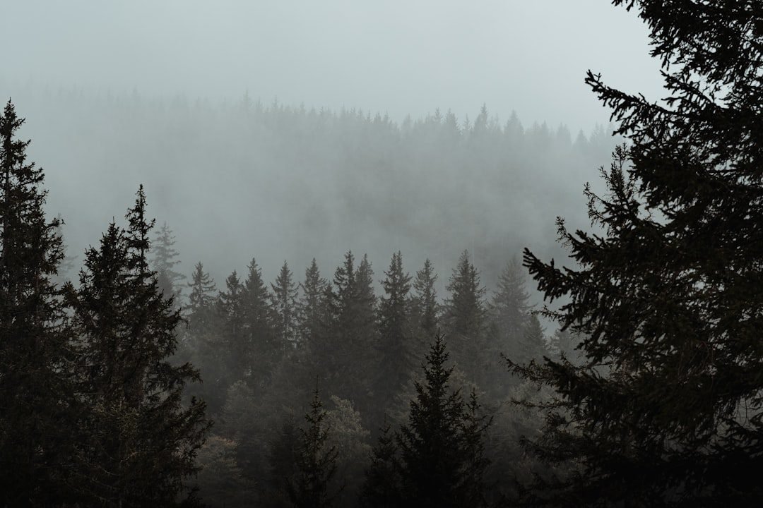Black Forest