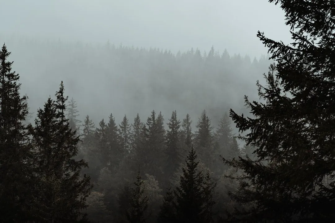 Black Forest Black Forest