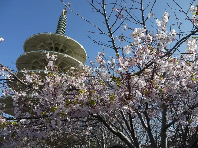 San Francisco Travel Guide: Things to Do and See 5 Cherry Blossom Festival in Japantown, San Francisco