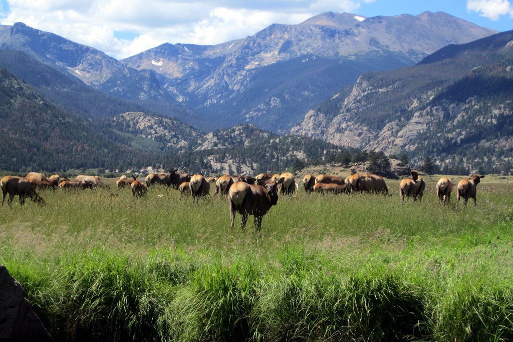 Colorado - Rocky Mountain National Park: Moraine Park - Elk Rut
